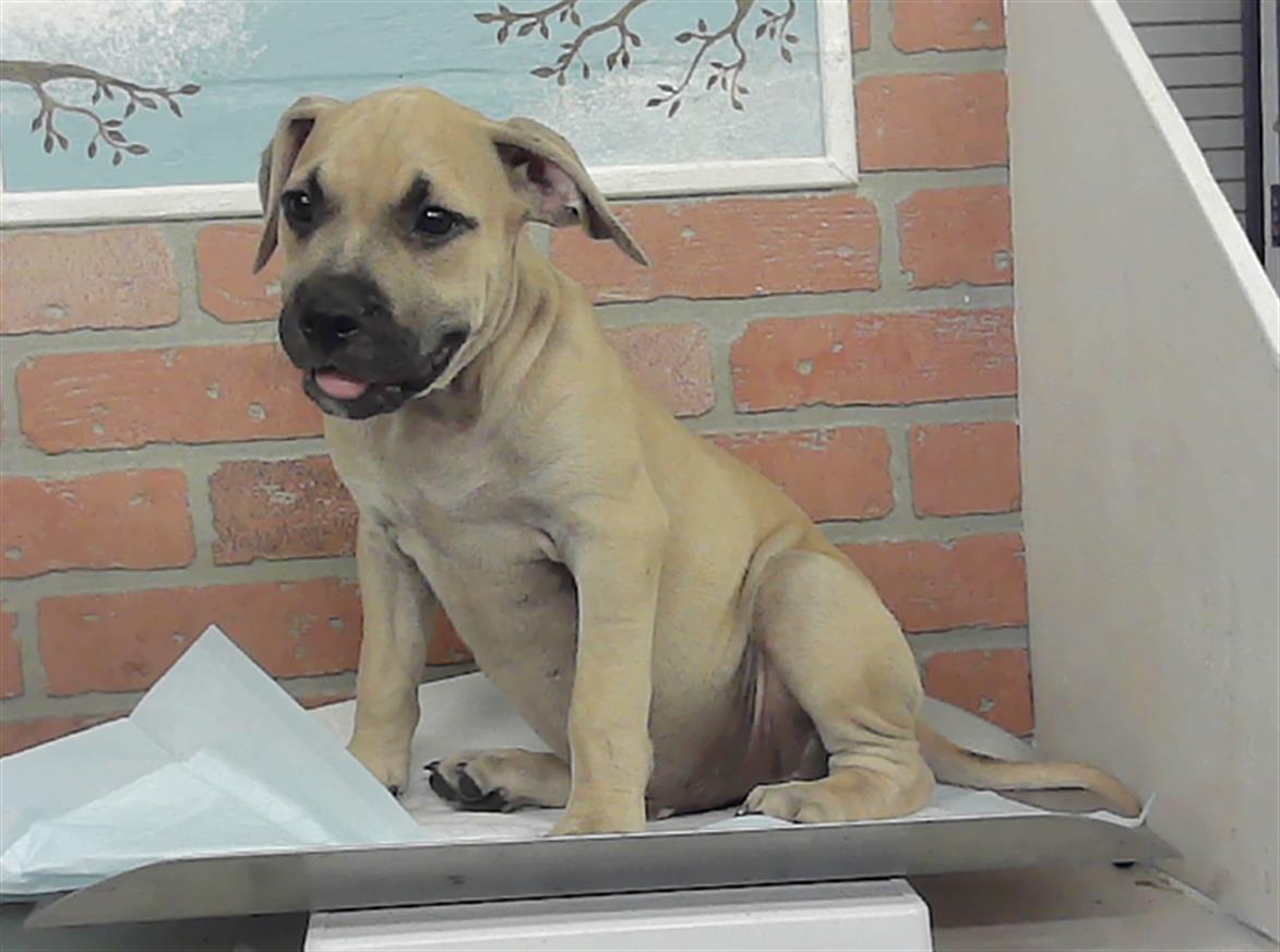 Adoptable Dog