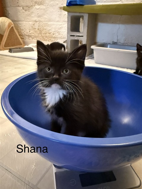 *Shana