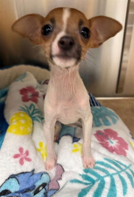 Adoptable Dog