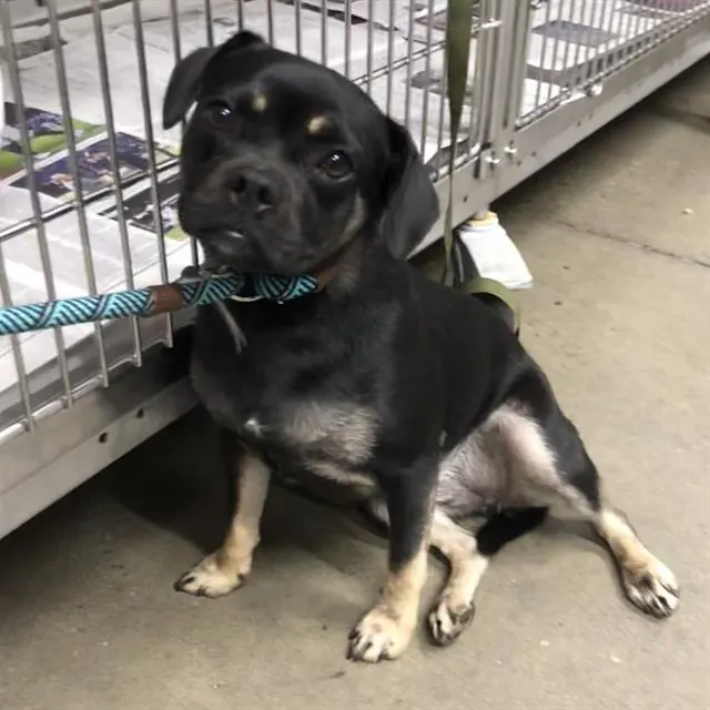 Adoptable Dog