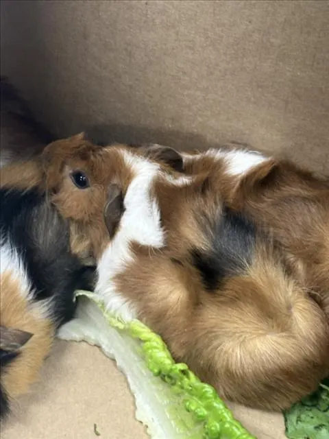 Bap