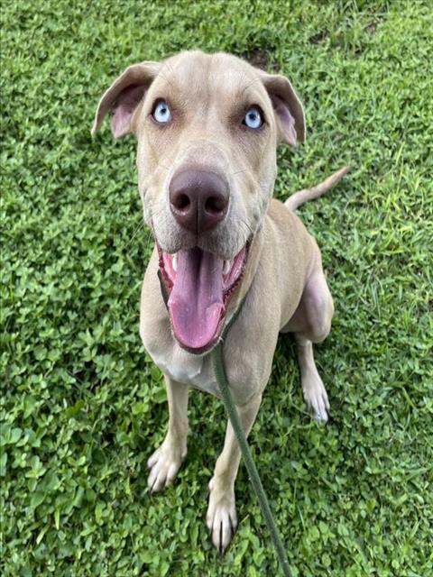 Adoptable Dog