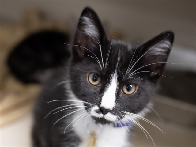 Tux