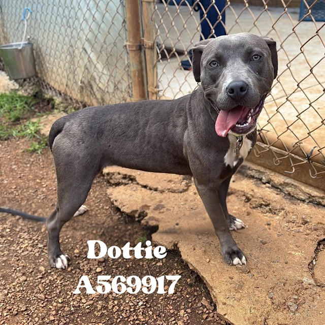 Dottie