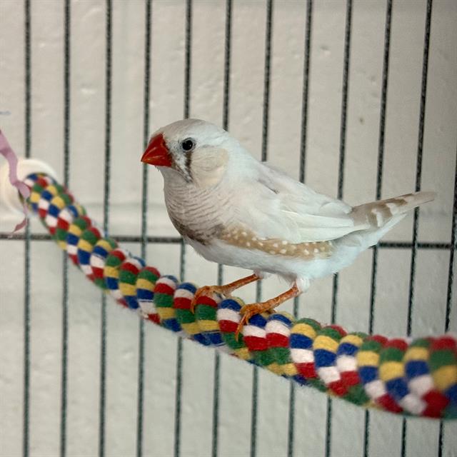 Stella