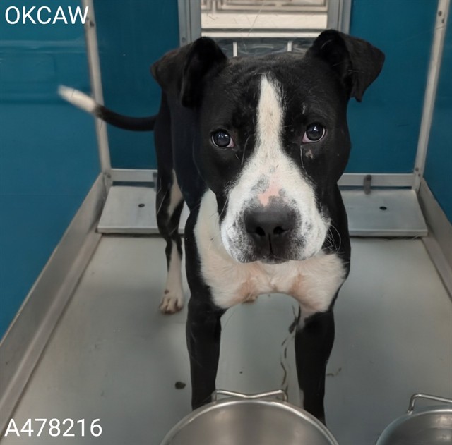 Adoptable Dog