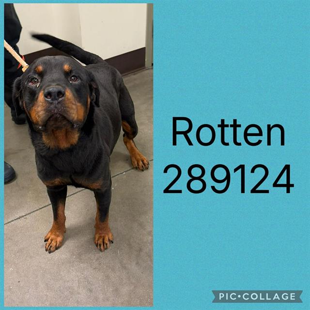 Rotten
