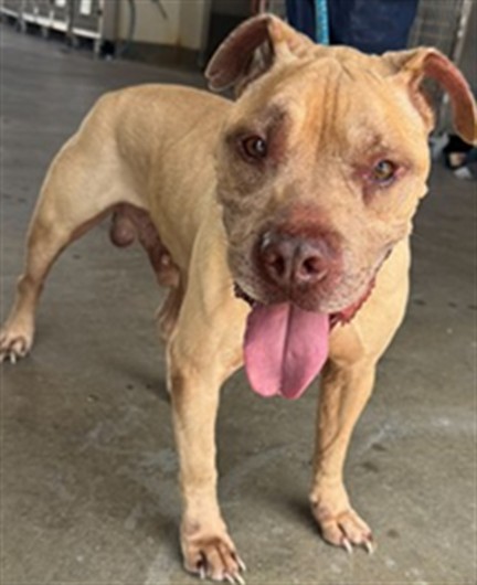 Adoptable Dog