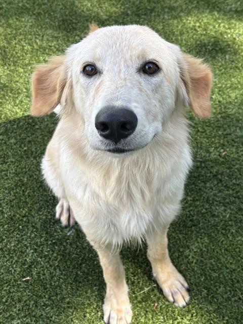 Shelter Staff Named Me *Kuzco
