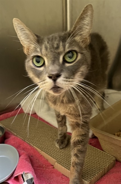 Adoptable Cat