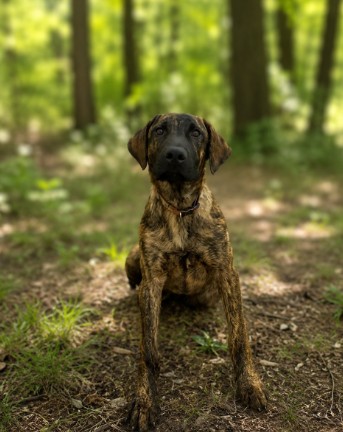 Zeek