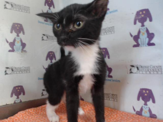Adoptable Cat