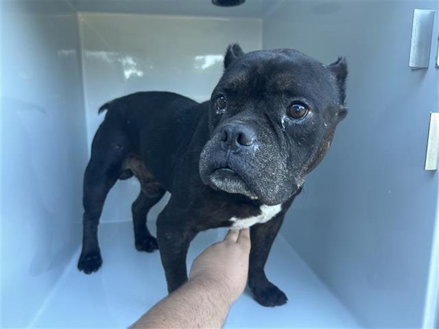 Adoptable Dog