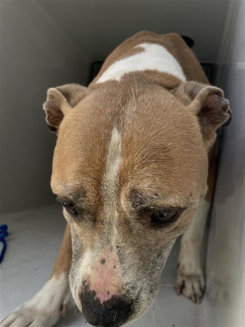 Adoptable Dog