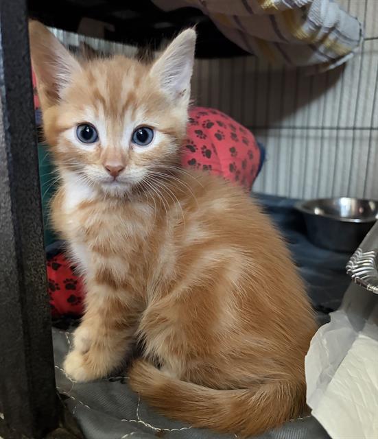 Pepperjack