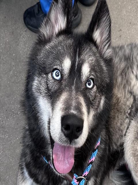 Woofie*