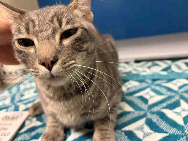 Adoptable Cat