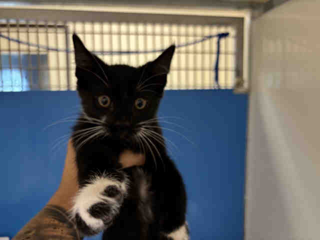 Adoptable Cat