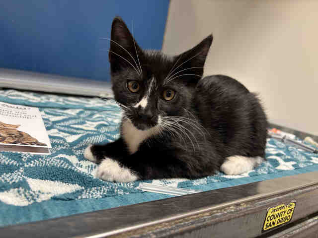 Adoptable Cat