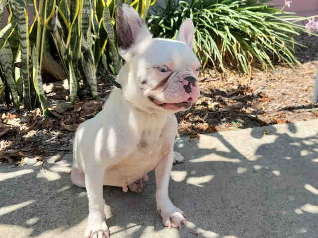 Mochi