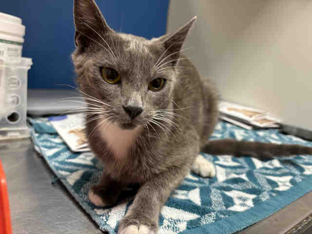 Adoptable Cat