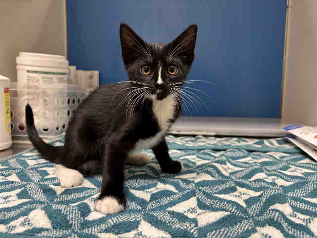Adoptable Cat