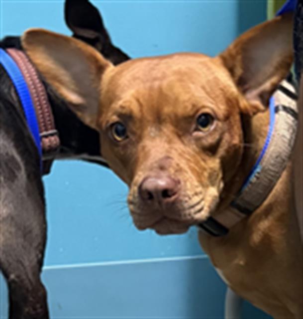 Adoptable Dog