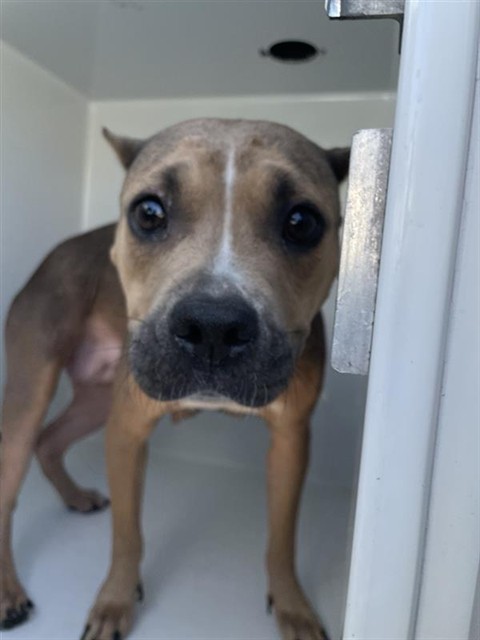 Adoptable Dog