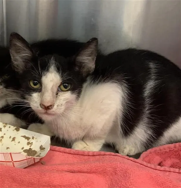 Adoptable Cat