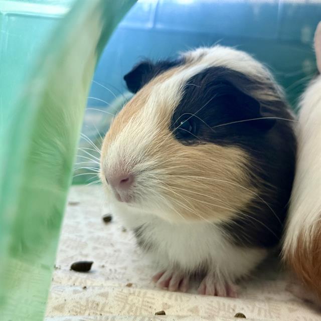 Pip