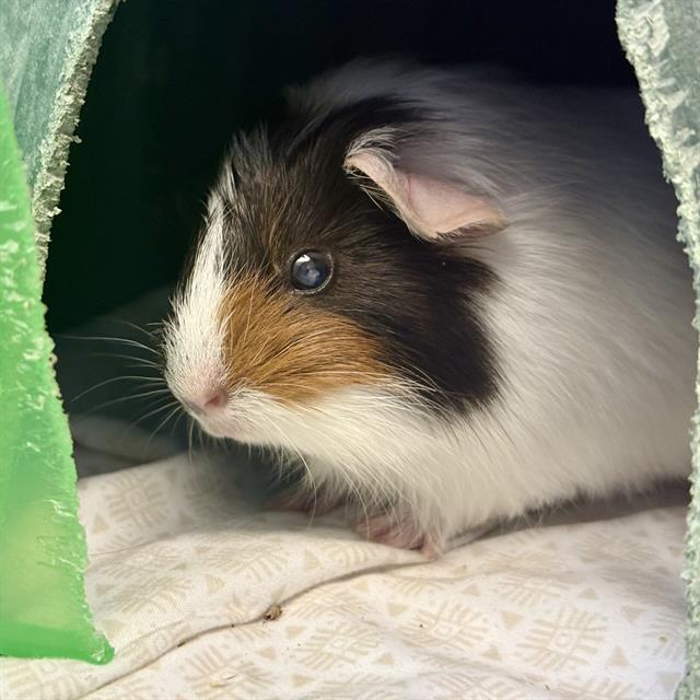 Peanut
