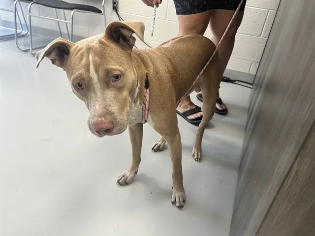 Adoptable Dog