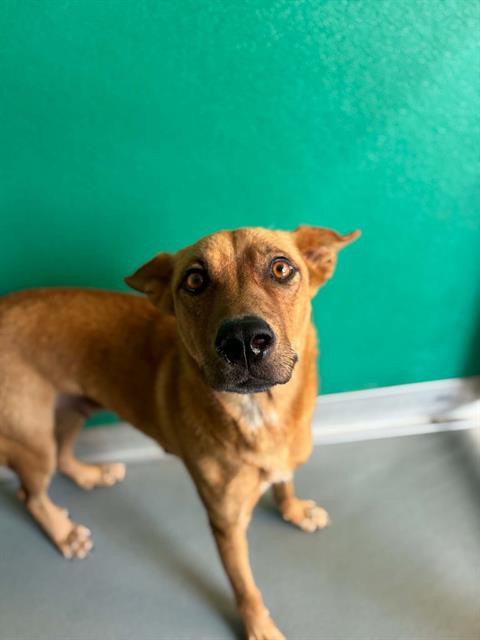 Adoptable Dog