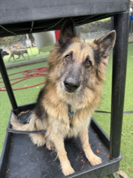 Mai Mai