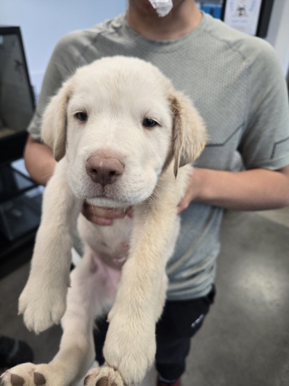 Adoptable Dog