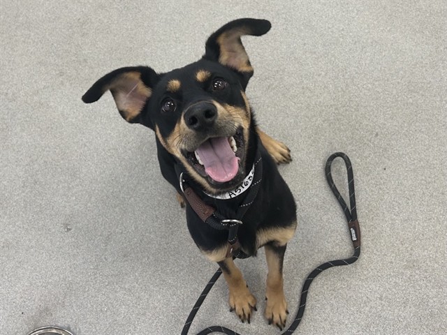 Biscuit