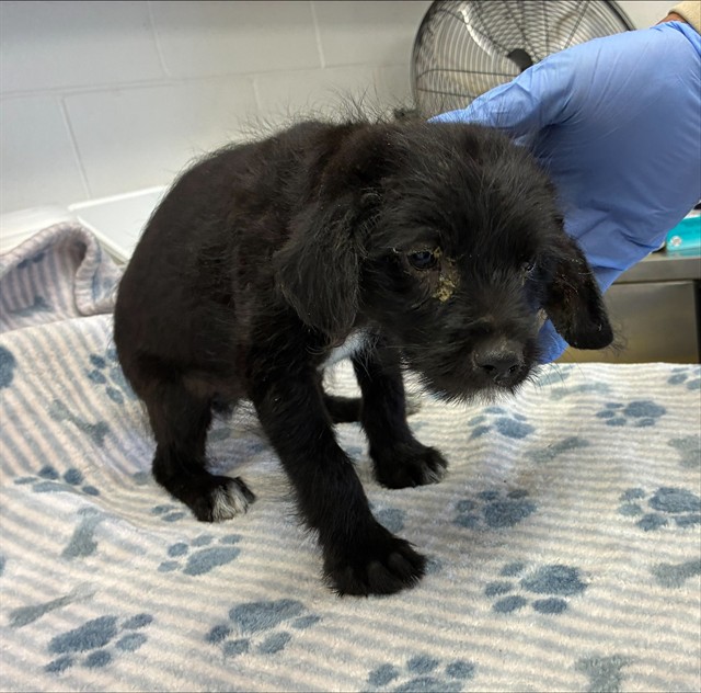 Adoptable Dog