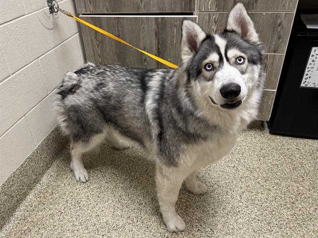 Merlin