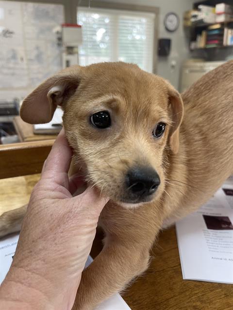 Nala