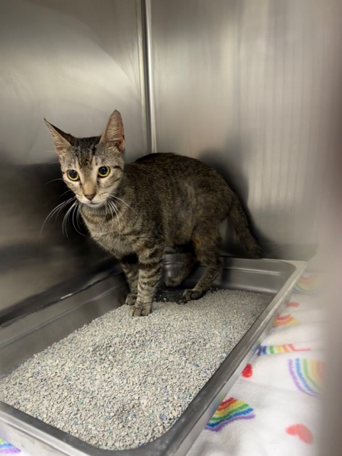 Adoptable Cat