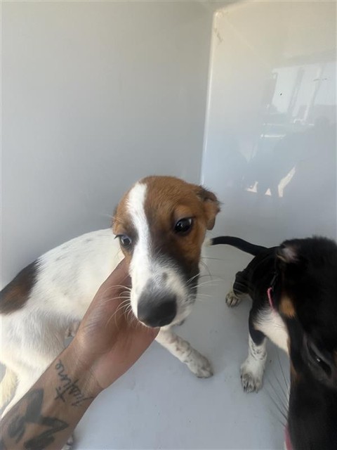 Adoptable Dog