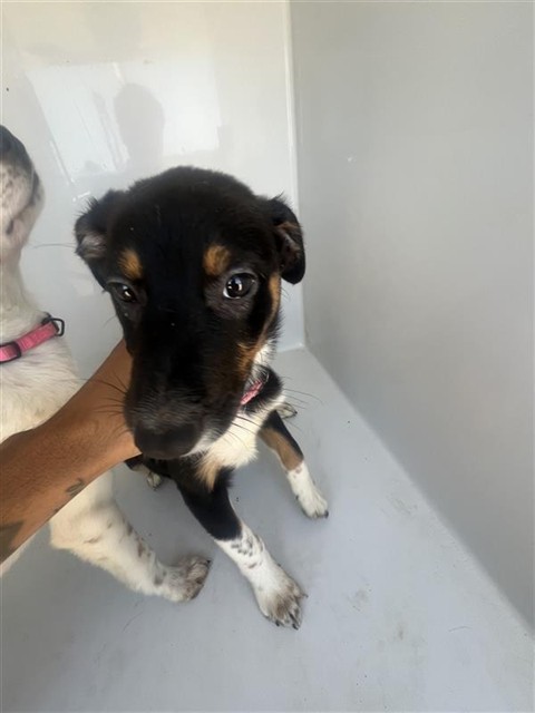 Adoptable Dog