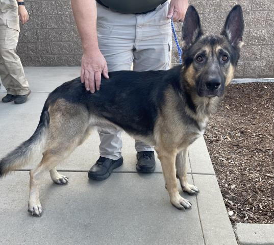 Adoptable Dog
