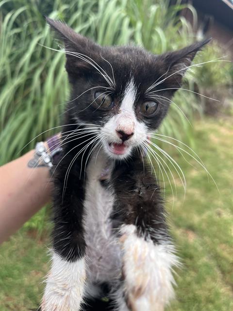 Adoptable Cat
