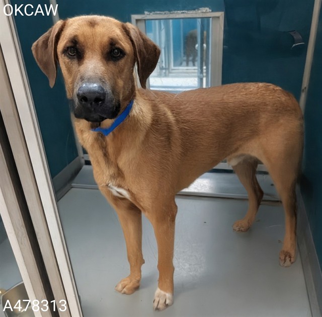 Adoptable Dog
