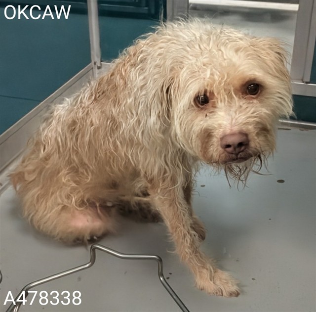 Adoptable Dog