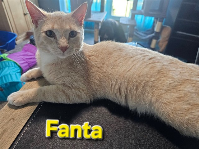 Fanta