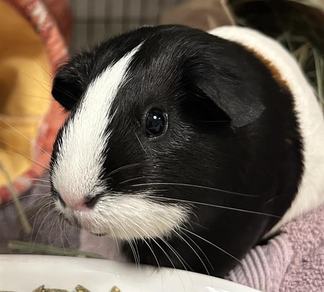 Parsley