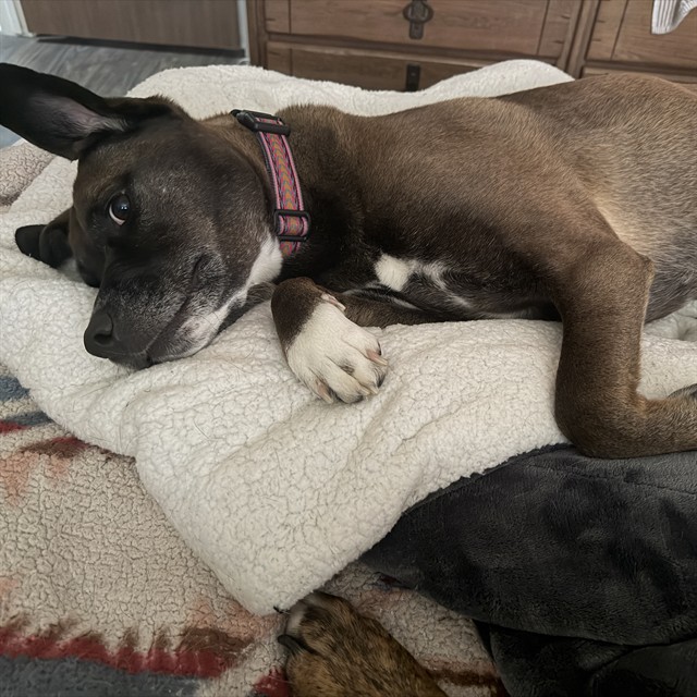 Roxy