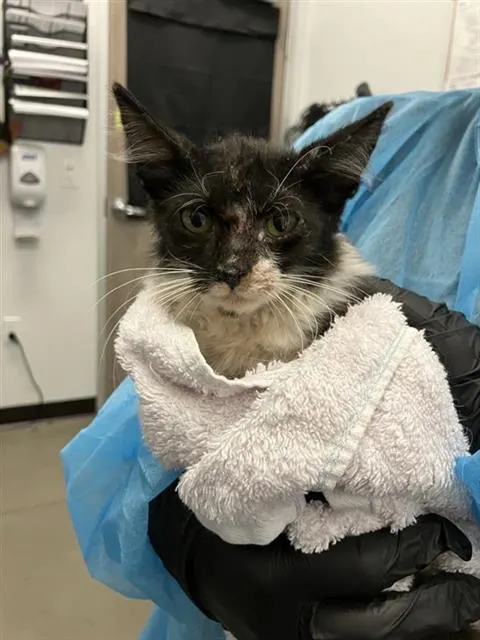 Adoptable Cat